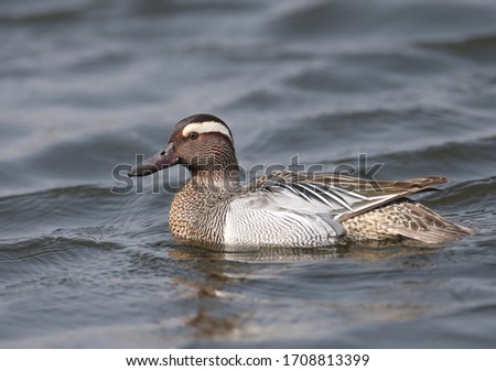 Close-up photo of A male garganey (Spatula querquedula) in breeding plumage swims in blue water. Bird shot from different angles and distances Zdjęcia stock © 