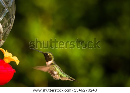 Similar – Image, Stock Photo The fly that wanted to be a bee