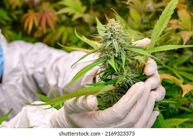Close-up photo of marijuana flowers in an indoor home-grown farm Cannabis strains with high CBD content. free cannabis concept