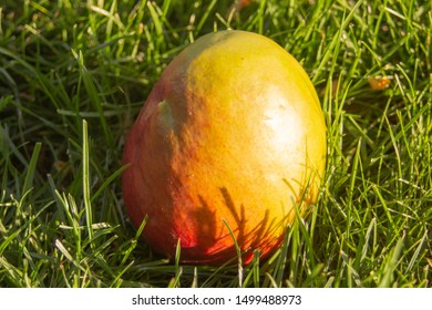 The close-up photo of a mellow  yellow and red mango fruit on the green grass. Vegetarian and healthy food. Nutrition and diet background. - Shutterstock ID 1499488973