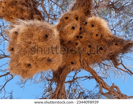Close-up photo of nests of Sociable Weavers (Philetairus socius) near Namib-Naukluft National Park in Namibia