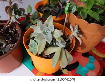 Close-up Photo Of, Green Leafy Succulent Plants, On Glass Cutting Board, With Famous Author, Frida Kahlo Pattern