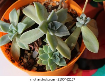 Close-up Photo Of, Green Leafy Succulent Plants, On Glass Cutting Board, With Famous Author, Frida Kahlo Pattern