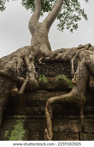 A close-up photo of one of the giant, famous spung trees that grow on the roof of the Ta Prohm temple. The texture of the bark is visible in detail along with intricate carvings on the sandstone wall.