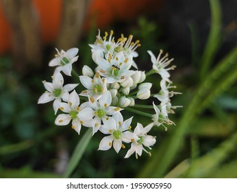 Closeup photo of onion flower witj blur background.there is ant on flower