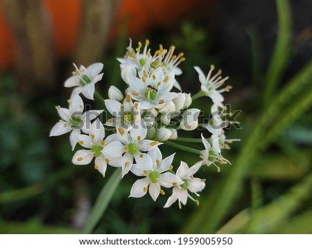 Closeup photo of onion flower witj blur background.there is ant on flower