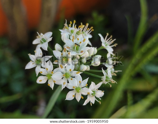 Closeup photo of onion flower witj blur\
background.there is ant on\
flower