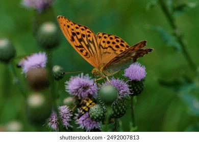 Close-up photo of an orange butterfly with black spots perched on purple wildflowers in a green setting. - Powered by Shutterstock