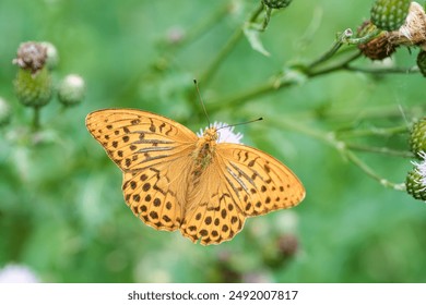 Close-up photo of an orange butterfly with black spots perched on purple wildflowers in a green setting. - Powered by Shutterstock