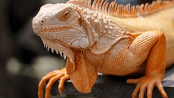 A Close-up Photo Of An Orange Iguana Sunbathing With Beautiful Skin Color And Details.