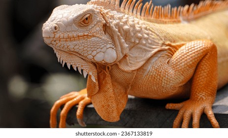 A close-up photo of an orange iguana sunbathing with beautiful skin color and details.