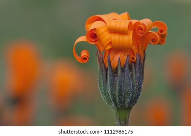 Close-up Photo Of Orange Namaqualand Daisy Uncurling Its Petals Early Morning.