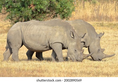 A close-up photo of a pair of adult white rhinos grazing short grass at a private game reserve in South Africa.