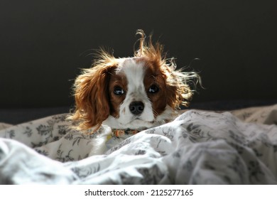 Closeup Photo of Papillon Dog with Blur Background, Puppy sitting inside the quilt(Blanket), Head, Eye, Nose, Ear, Breed