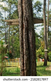 Close-up Photo Of Pine Bark Texture