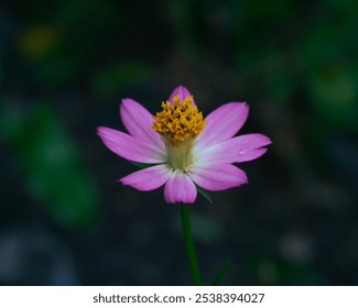 Close-up photo of a pink cosmos flower with a dark background. The flower has delicate petals and a vibrant yellow center, creating a beautiful contrast with the blurred green foliage in the backgroun - Powered by Shutterstock