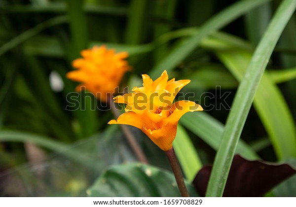 ラテン語の名前がカラテア クロカタである植物の接写写真 花屋で撮影 の写真素材 今すぐ編集