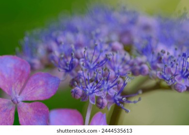 A close-up photo of purple hydrangeas in the divine garden of a shrine in Kyoto - Powered by Shutterstock