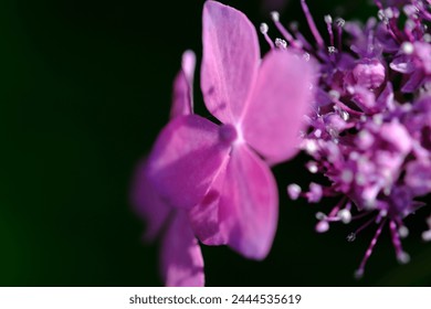 A close-up photo of purple hydrangeas in the divine garden of a shrine in Kyoto - Powered by Shutterstock