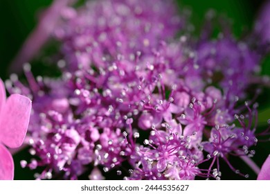 A close-up photo of purple hydrangeas in the divine garden of a shrine in Kyoto - Powered by Shutterstock