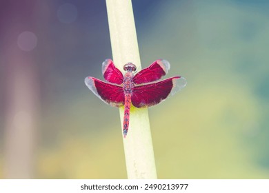 A close-up photo of a red dragonfly perched on a green stick. The dragonfly has a black body with transparent wings.