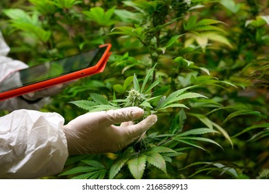 Close-up photo of a researcher caring for a cannabis plant in an indoor farm Cannabis strains with high CBD content. free cannabis concept
