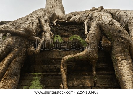 A close-up photo of the roots of one of the giant, famous spung trees that grow on the roof of the Ta Prohm temple. The texture of the bark is visible in detail, along with carvings on the sandstone.