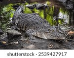 Close-up photo of The saltwater crocodile (Crocodylus porosus) is a crocodilian native to saltwater habitats, brackish wetlands and freshwater rivers. Concept for World Animal Day