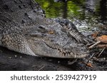 Close-up photo of The saltwater crocodile (Crocodylus porosus) is a crocodilian native to saltwater habitats, brackish wetlands and freshwater rivers. Concept for World Animal Day