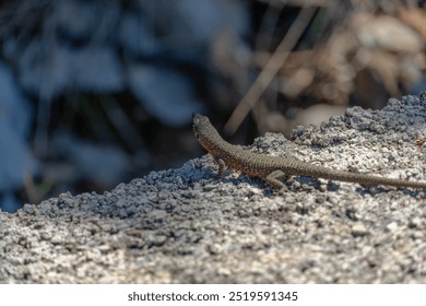 A close-up photo of a sand lizard basking on a sun-warmed stone. The lizard's scaly skin blends in with the rocky terrain, showcasing its natural camouflage. - Powered by Shutterstock