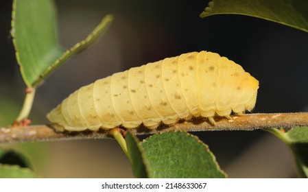 Closeup photo of Scarce Swallowtail larva - Iphiclides podalirius - with dew drops