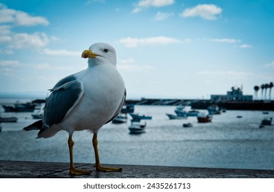 close-up photo of a seagull while observing the ocean in Cascai, Portugal.
A herring gull sitting on the coast against the beautiful sky in the bay - Powered by Shutterstock