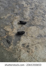 Close-up photo of several rat droppings on the cement floor, rat droppings are usually scattered in shophouses near dirty ditches