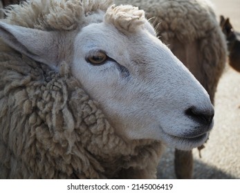 Closeup Photo Sheeps Face Stock Photo 2145006419 | Shutterstock