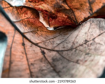 Close-up photo shots of yellow and brown dry leaves scattered on the ground, the leaves will fall down during the dry season - Powered by Shutterstock