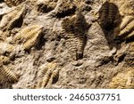 Close-up photo showcasing Trilobite fossils, ancient marine arthropods, with intricate details preserved in stone.