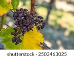 Closeup photo of shriveled dried withered grapes hanging on a vine, surrounded by autumn yellow leaves.  Raisin cluster. Winemaking, grape drying processes, vineyard life. Copy space. Selective focus