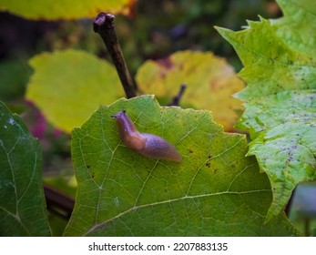 Close-up Photo Of A Slug On A Grape Leaf