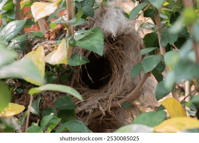 Close-up photo of a small bird's nest nestled within a tangle of green and yellow leaves, built from dried grass and other natural fibers. - Powered by Shutterstock