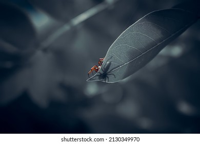 Close-up Photo Of A Small Spider With A Dark Concept Seen From Below And Its Body Looks See Through Because Of Its Thin Leaves, And The Follicles Of Its Leaves Are Visible.