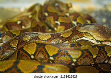 Close-up Photo Of Snake Skin, Mouth And Eyes