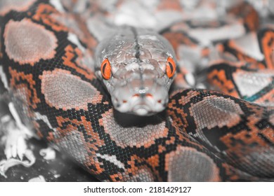 Close-up Photo Of Snake Skin, Mouth And Eyes