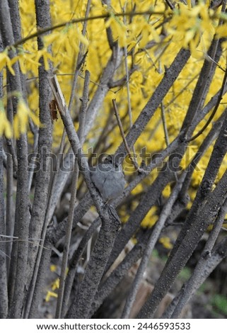 Close-up photo of a sparrow bird sitting in a bush with yellow flowers on a blurred background