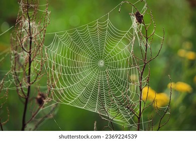 Close-up photo of spider web with green background. Cobweb in dew.  