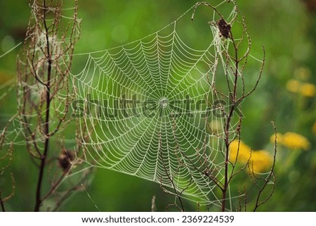 Close-up photo of spider web with green background. Cobweb in dew.  