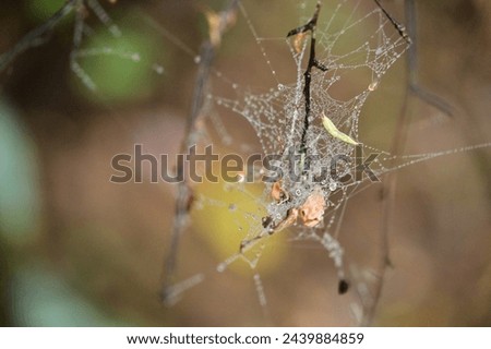 A close-up photo of a spider web on a tree branch after a spring rain. The web is covered in raindrops and fallen leaves, creating a beautiful and intricate scene.
