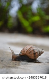 Close-up photo of striped snails on the floor with plants in the background 