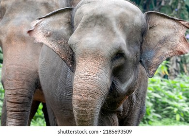 Close-up Photo Of Sumatran Elephant