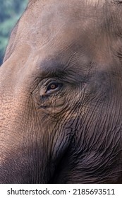 Close-up Photo Of Sumatran Elephant