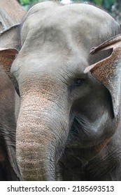 Close-up Photo Of Sumatran Elephant